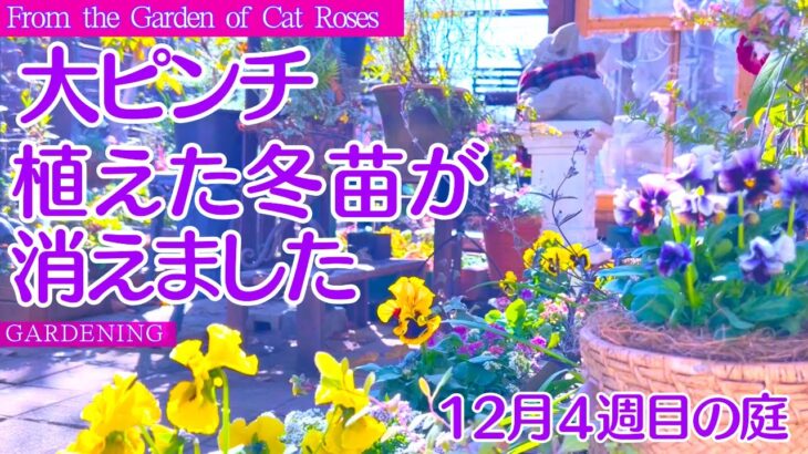 【ガーデニング】🎄 暮れの駆け込み庭作業・植えた苗が大ピンチ・一度は行きたい園芸店・１２月４週目の庭皆様お世話になりました