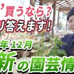 【冬の最新情報】年末までに買って欲しい“おすすめ”園芸情報をご紹介します♪【初心者向け】【ガーデニング】【園芸チャンネル】