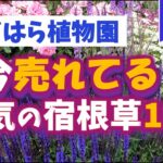 【ガーデニング】おぎはら植物園！寒い冬なのに！1月の今本当に売れてる人気の宿根草15選を紹介！あしかがフラワーパーク・代々木公園・中之条ガーデンズ・服部ファームガーデン・gardening