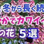 【ガーデニング】冬から華やかでカワイイが長く続く！これから育てたいPWの花５選の紹介！PWディスプレイガーデン・ハクサン・あしかがフラワーパーク・ Gardening