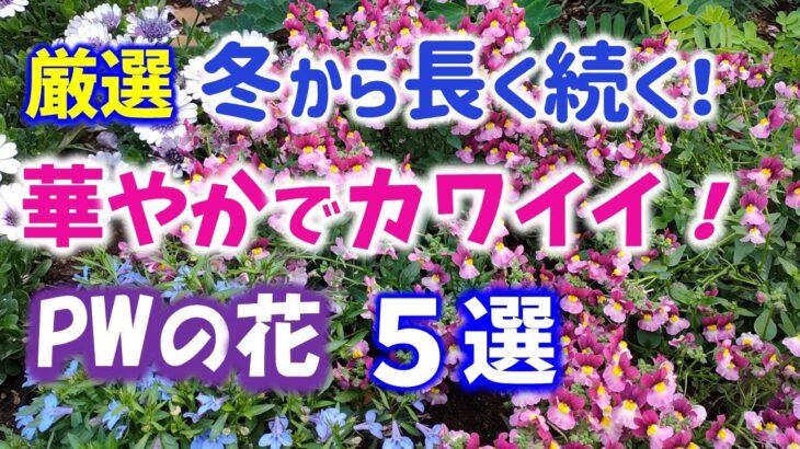 【ガーデニング】冬から華やかでカワイイが長く続く！これから育てたいPWの花５選の紹介！PWディスプレイガーデン・ハクサン・あしかがフラワーパーク・ Gardening