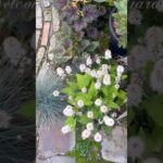 【ようこそ|手間いらずの庭へ】　#ガーデニング #ガーデンdiy #お庭づくり #gardening