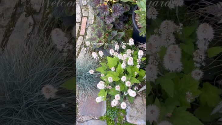 【ようこそ|手間いらずの庭へ】　#ガーデニング #ガーデンdiy #お庭づくり #gardening