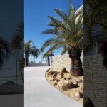 【ルームツアー】リゾート外観/外構/ヤシの木　#近藤建設 #注文住宅 #ルームツアー #外観 #外観デザイン #リゾート #ウッドデッキ   #roomtour #shorts