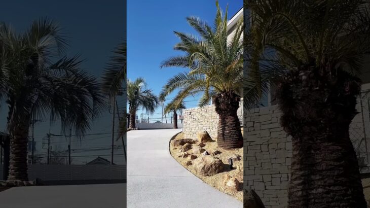 【ルームツアー】リゾート外観/外構/ヤシの木　#近藤建設 #注文住宅 #ルームツアー #外観 #外観デザイン #リゾート #ウッドデッキ   #roomtour #shorts