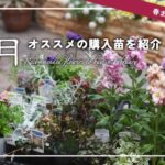 【大量購入！】2月の購入苗を紹介・カラーリーフと早春の花【オススメ】