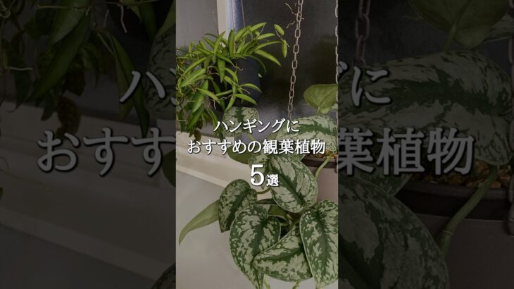 【ハンギンググリーン】吊ってもおしゃれなおすすめ観葉植物5選  #shorts  #ハンギングプランツ  #インテリアグリーン