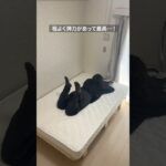 シングル派？セミダブル派？LOWYAのスノコベッド #shorts