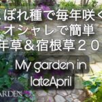 【ガーデニング🍃コスパ最高の庭づくり】こぼれ種で毎年咲くオシャレな1年草＆宿根草20選｜4月下旬🌿私の庭｜My garden late April