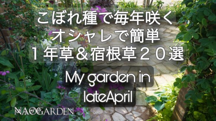 【ガーデニング🍃コスパ最高の庭づくり】こぼれ種で毎年咲くオシャレな1年草＆宿根草20選｜4月下旬🌿私の庭｜My garden late April
