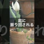 【ガーデニング】園芸沼の住人は結局こうなる　#ガーデニング #庭作業 #小さなお庭 #gardening