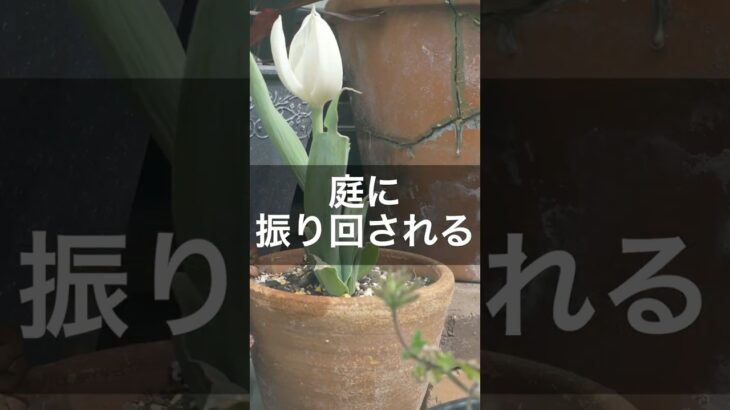 【ガーデニング】園芸沼の住人は結局こうなる　#ガーデニング #庭作業 #小さなお庭 #gardening