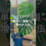 【超簡単】モンステラを無限に増やす方法 #shorts #インテリアグリーン #観葉植物のある暮らし