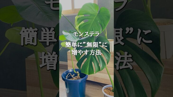 【超簡単】モンステラを無限に増やす方法 #shorts #インテリアグリーン #観葉植物のある暮らし