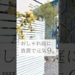 【ズボラでもおしゃれなお庭に🪴】　　#家づくり #外構　#ガーデニング