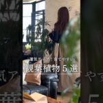 【育てやすい観葉植物植物５選】風水で運気アップも叶うインテリアグリーン！部屋に置いて心地いい暮らし ˖*   #観葉植物 #育てやすい植物　#部屋づくり　#風水#暮らしを整える  #おしゃれインテリア