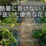 【ガーデニング】酷暑に負けない！第二弾はコレ🌸選び抜いた夏の優秀な花10選｜私の小さな庭5月初め〜中旬｜My garden mid-May