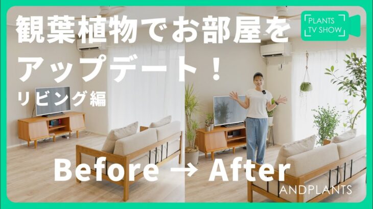 リビングの観葉植物レイアウト実例｜プロが教える垢抜けグリーンインテリア🌿