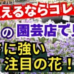 【ガーデニング】６月の今植えて夏を乗り切る！暑さに強い！園芸のプロも推す注目の人気品種紹介！フラワーガーデン泉・群馬県・gardening