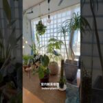 【室内】観葉植物　#roomtour #ルームツアー #indoorplants #plants tour