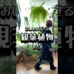 おしゃれな観葉植物