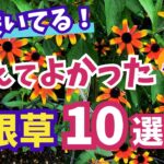 【ガーデニング】植えてよかった今咲いてる宿根草10選の紹介！ほったらかしOKな夏の庭！暑さに強くて花期が長い！gardening