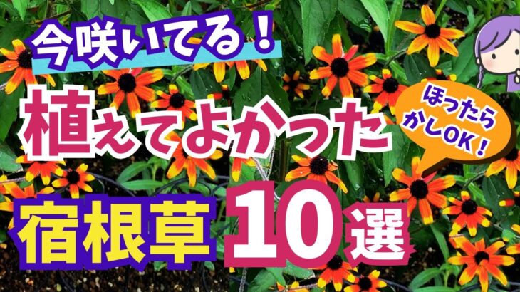 【ガーデニング】植えてよかった今咲いてる宿根草10選の紹介！ほったらかしOKな夏の庭！暑さに強くて花期が長い！gardening