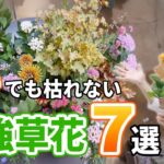 【 夏花厳選 】初心者でも枯れにくい！暑さに強いオススメ品種と特徴をご紹介します♪