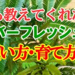 【絶対に育ちません】エバーフレッシュのオススメの買い方と育て方