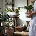 おしゃれな空間を演出する観葉植物13選｜インテリアコーディネーター目線の選び方と飾り方