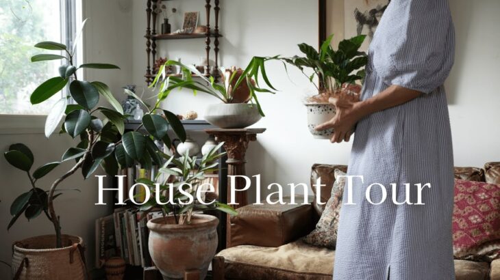 おしゃれな空間を演出する観葉植物13選｜インテリアコーディネーター目線の選び方と飾り方