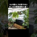 おしゃれで育てやすい観葉植物5選🍀 #観葉植物 #インテリア #50代ひとり暮らし
