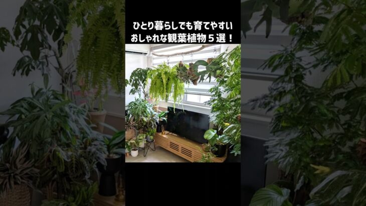 おしゃれで育てやすい観葉植物5選🍀 #観葉植物 #インテリア #50代ひとり暮らし