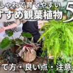 育てやすいおしゃれな観葉植物/インテリアグリーン/室内レイアウト【50代一人暮らし】