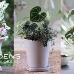 【GARDENS】真夏のインドアガーデニング | 観葉植物の寄せ植え３選 【ガーデンズ】