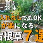 【ガーデニング】放ったらかしても綺麗！夏庭管理が楽になる宿根草７選｜小さな庭