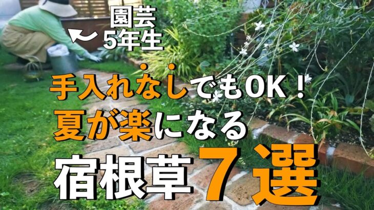 【ガーデニング】放ったらかしても綺麗！夏庭管理が楽になる宿根草７選｜小さな庭