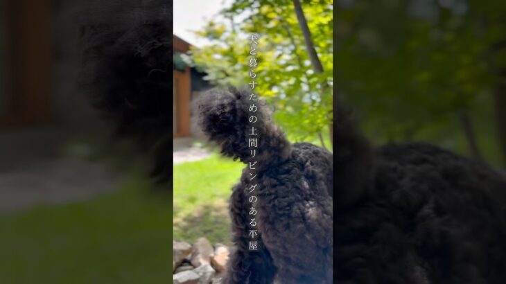 【ルームツアー】土間リビングで叶える、犬と暮らす中庭のある平屋