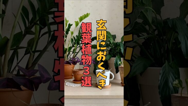 【風水】玄関におくべき観葉植物３選【簡単】