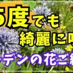 【約５０種】猛暑のガーデンで綺麗に咲いている花々をご紹介します。