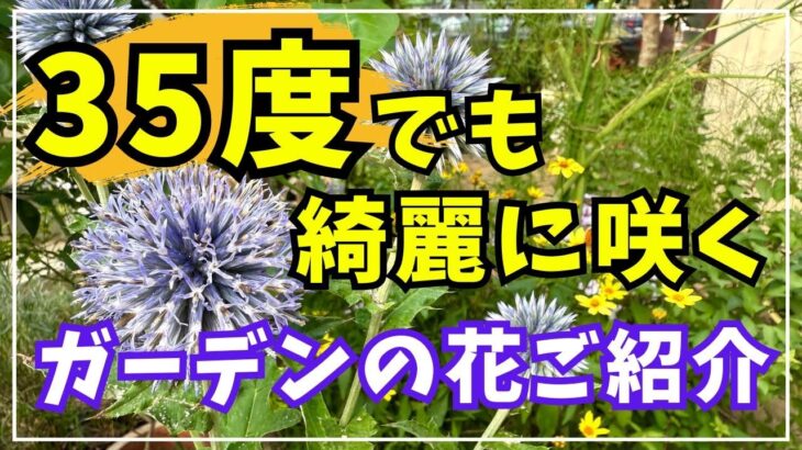 【約５０種】猛暑のガーデンで綺麗に咲いている花々をご紹介します。
