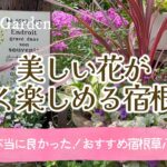 【ガーデニング＊おすすめ宿根草🌺】植えて良かった！おしゃれで花期が長い美しい宿根草・多年草10選！2025年秋植え版/庭づくり