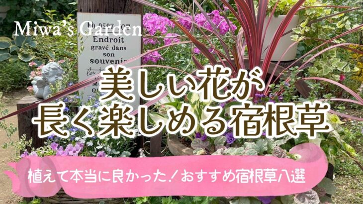 【ガーデニング＊おすすめ宿根草🌺】植えて良かった！おしゃれで花期が長い美しい宿根草・多年草10選！2025年秋植え版/庭づくり