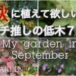 【ガーデニング】秋に植えて欲しい‼️ほぼ1年中鑑賞できる＆コスパ最高｜とにかく育てやすい🍂イチ推しカラーリーフのオシャレな低木７選｜秋の大切な庭仕事３つ｜My garden in September｜