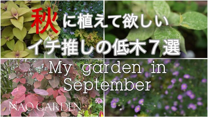 【ガーデニング】秋に植えて欲しい‼️ほぼ1年中鑑賞できる＆コスパ最高｜とにかく育てやすい🍂イチ推しカラーリーフのオシャレな低木７選｜秋の大切な庭仕事３つ｜My garden in September｜