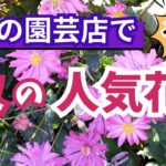 【ガーデニング】9月の園芸店では、まず暑さ寒さに強いこの宿根草に注目！9月に狙うべき秋の人気花の紹介！園芸のプロも推す人気品種！あしかがフラワーパーク・中之条ガーデンズ・服部ファームガーデン