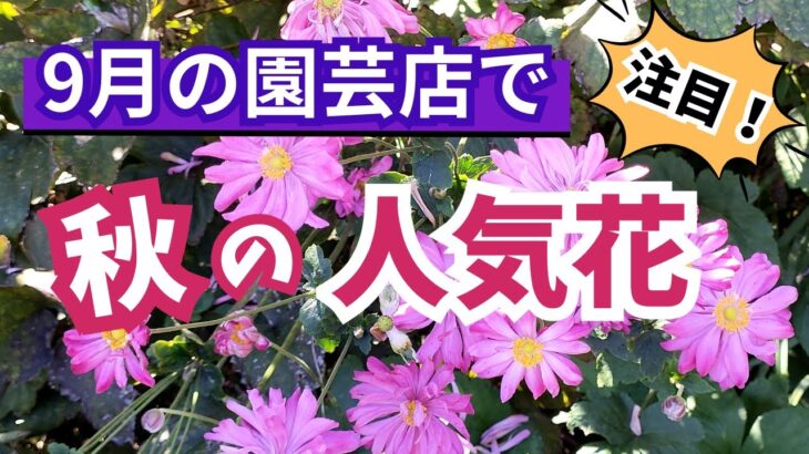 【ガーデニング】9月の園芸店では、まず暑さ寒さに強いこの宿根草に注目！9月に狙うべき秋の人気花の紹介！園芸のプロも推す人気品種！あしかがフラワーパーク・中之条ガーデンズ・服部ファームガーデン