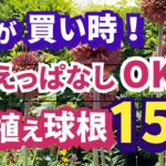 【ガーデニング】秋植え！手間いらずで植えっぱなしOK！毎年かわいく咲く球根15選の紹介！園芸店で見つけたら今が買い時！あしかがフラワーパーク・代々木公園・中之条ガーデンズ・服部ファームガーデン