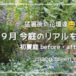 【ガーデニング】９月の今庭をご紹介♪初夏に植えた花苗のbefore・after リアルな今庭をお楽しみ下さい😊