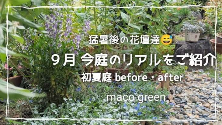 【ガーデニング】９月の今庭をご紹介♪初夏に植えた花苗のbefore・after リアルな今庭をお楽しみ下さい😊